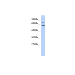 Transfected 293T 