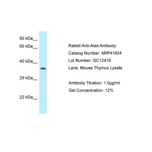 Mouse Thymus