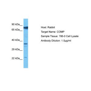 Human 786-0 Whole Cell