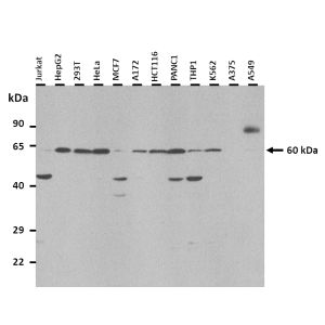 25 ug of the indicated Human whole cell or tissue extracts was loaded onto a 12% SDS-PAGE gel. 1 ug/mL of the antibody was used in this experiment.  