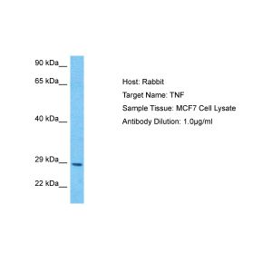 Human MCF7 Whole Cell