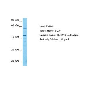 Human 721_B Whole Cell