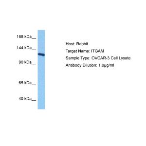 Human OVCAR-3 Whole Cell