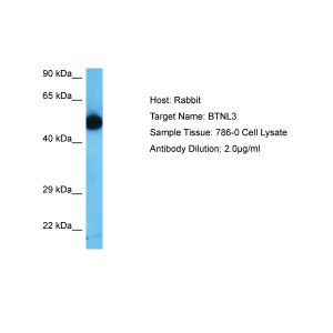 Human 786-0 Whole Cell