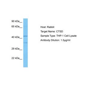 Human THP-1 Whole Cell