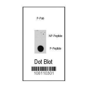 Phospho-peptide, non-phospho-peptide