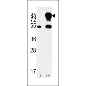 293 cell