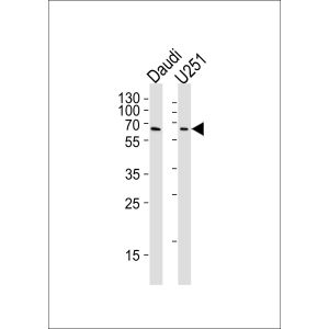 Daudi and U251 cell line lysates (35ug/lane)