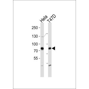 Hela, T47D cell line lysates (35ug/lane)