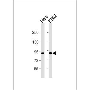 Hela whole cell lysates, K562 whole cell lysates