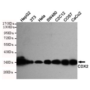 Hela, Caco2, C2C12, SW480, COS7, HepG2 and 3T3 cell