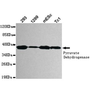 293 Cells, 1299 Cells, MEs Cells, Tc1 Cells