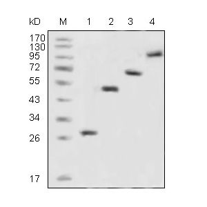 recombinant fusion protein