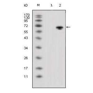 Transfected HEK293