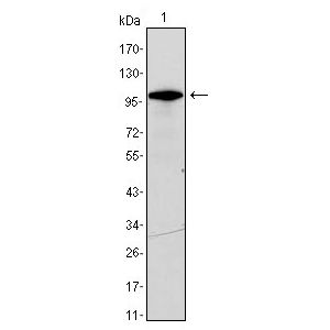 Transfected HEK293