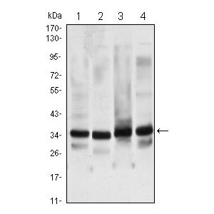 Hela, NIH/3T3, COS7, A431