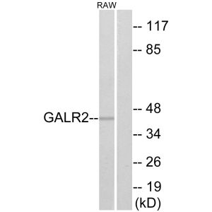 RAW2647 cells