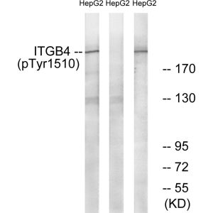 HepG2 cells