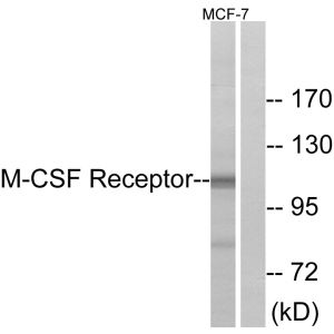 MCF7 cells