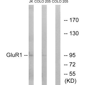 COLO/Jurkat cells