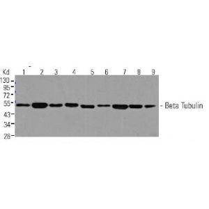 Hela, HEK-293T, F9, NIH/3T3, CHO-K1, MDCK, Pc12, C6