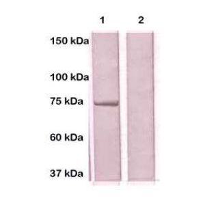 Mouse embryonic germ 