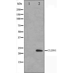 HeLa cell lysate