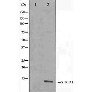 A549 cell lysate