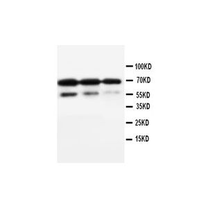 Recombinant Human CD34