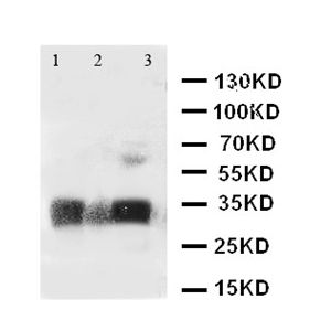 Rat Kidney-Mouse Lung-Mouse Kidney