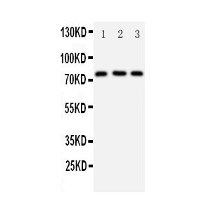 Rat Testis Tissue Lysate, Mouse Testis Tissue Lysate, HELA Cell Lysate