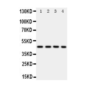 Rat Heart Tissue Lysate, HELA Cell Lysate, SW620 Cell Lysate, MCF-7 Cell Lysate