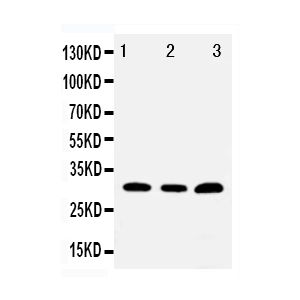 PANC Cell Lysate, HELA Cell Lysate, U87 Cell Lysate