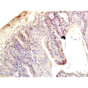 Rat intestine tissue