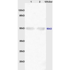 Lane 1: mouse embryo lysates Lane 2: rat brain lysates