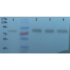 Mouse spleen (Lane 1), Rat lung (Lane 2), Rat spleen (Lane 3), Rat heart (Land 4)