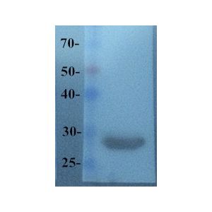 Recombinant mcherry