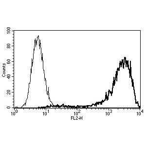 U266 cell line