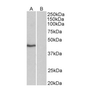 HeLa nuclear, cytosolic