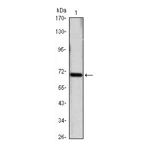 Hela (1) cell lysate