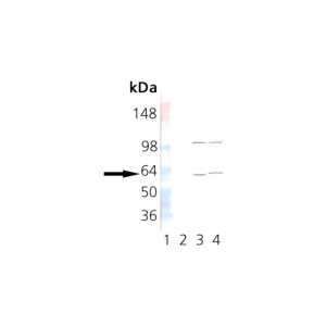 Hsp60 Recombinant Human Protein, 3T3, PC-12