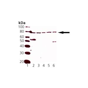 Rat Liver Microsomes, Mouse Liver Microsomes, Human Liver Microsomes, Canine Liver Microsomes, HeLa Cell Lysate