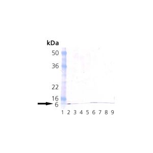 Ubiquitin, HeLa, RK-13, 3T3, PC-12, Mouse Brain, Rat Brain, MDBK