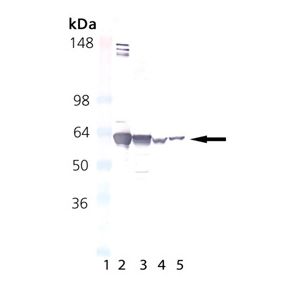 Hsp60 Protein, HeLa Cell Lysate, PC-12 Cell Lysate, 3T3 Cell Lysate