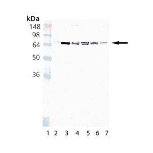 HSC70, HSP70, HeLa Cell Lysate, PC-12 Cell Lysate, RK-13 Cell Lysate, 3T3 Cell Lysate