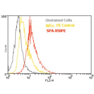 Jurkat cells