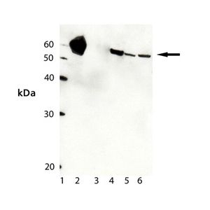 HSP60 pAb, HSP60 protein, HSP65 protein, HeLa Cell Lysate, 3T3 Cell Lysate, and RK-13 Cell Lysate