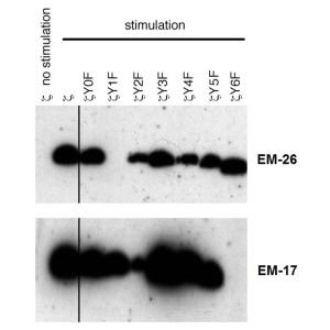 Human CD3 zeta mutants