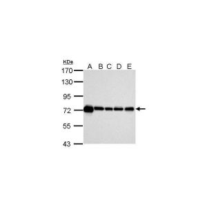 293T , NIH-3T3, Mouse brain, PC-12, Rat brain 