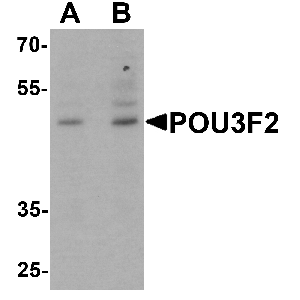 3T3 cell lysate